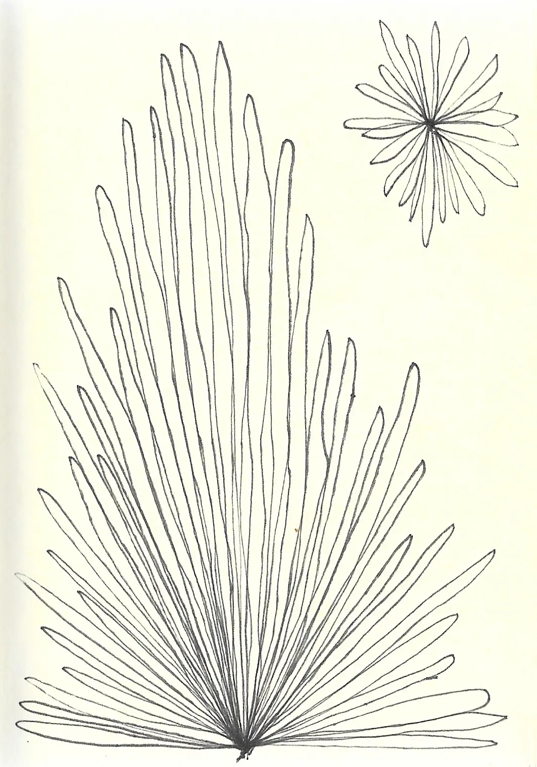 drawing