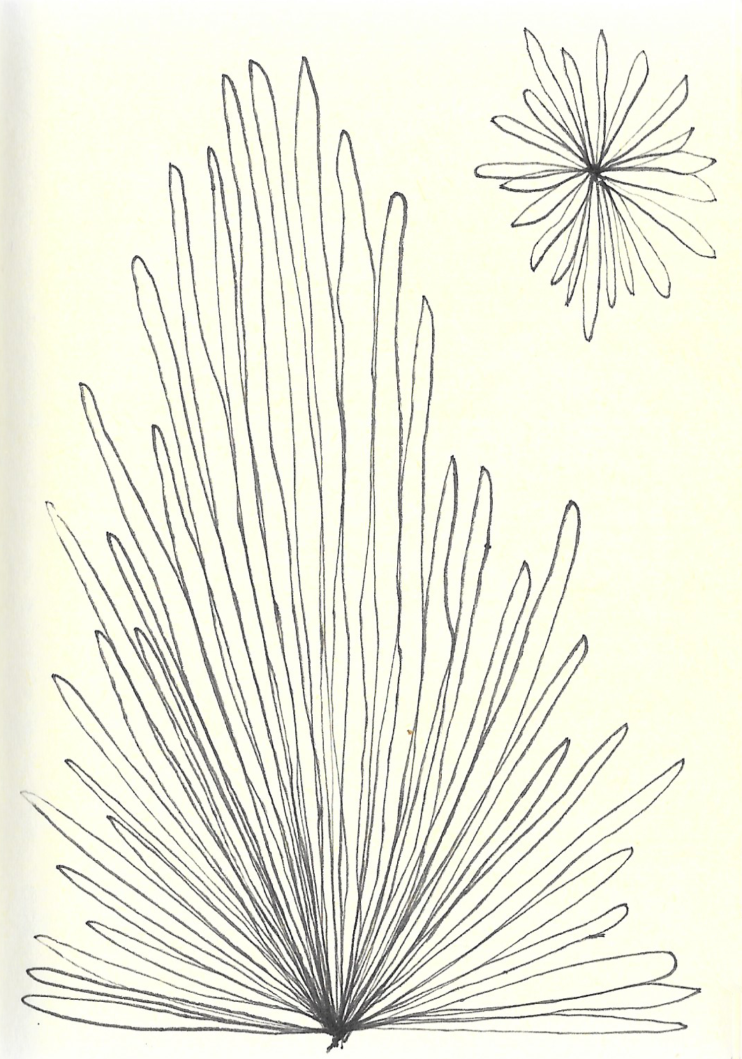 drawing